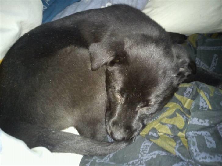 Blanding af racer Thilde billede 6