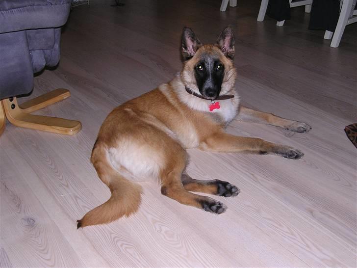 Belgisk hyrdehund Aya - Aya ½ år gammel billede 8