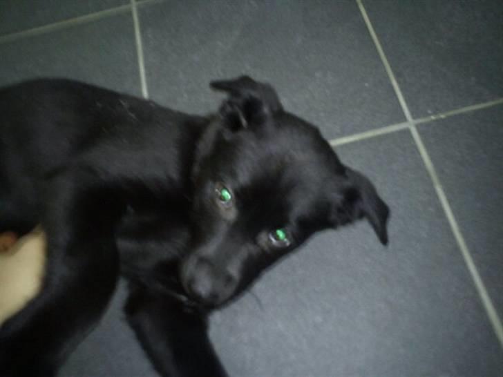 Blanding af racer Thilde billede 7