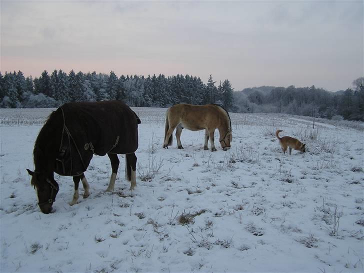 Belgisk hyrdehund Aya - Aya leger med hestene billede 9