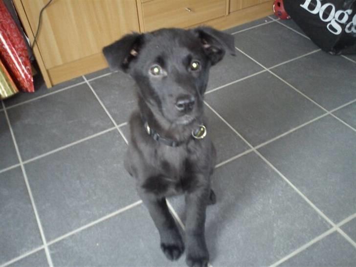 Blanding af racer Thilde billede 8