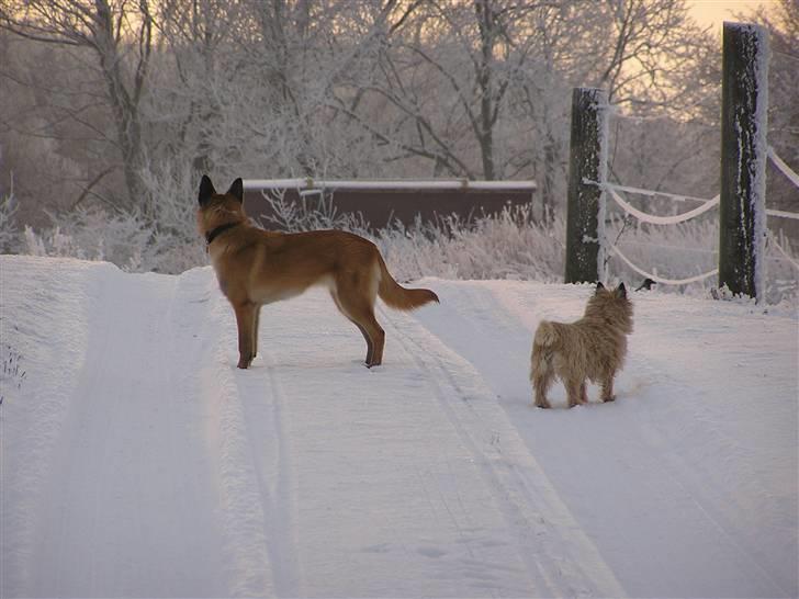 Belgisk hyrdehund Aya - Zindy og Aya har fået øje på en fugl billede 10