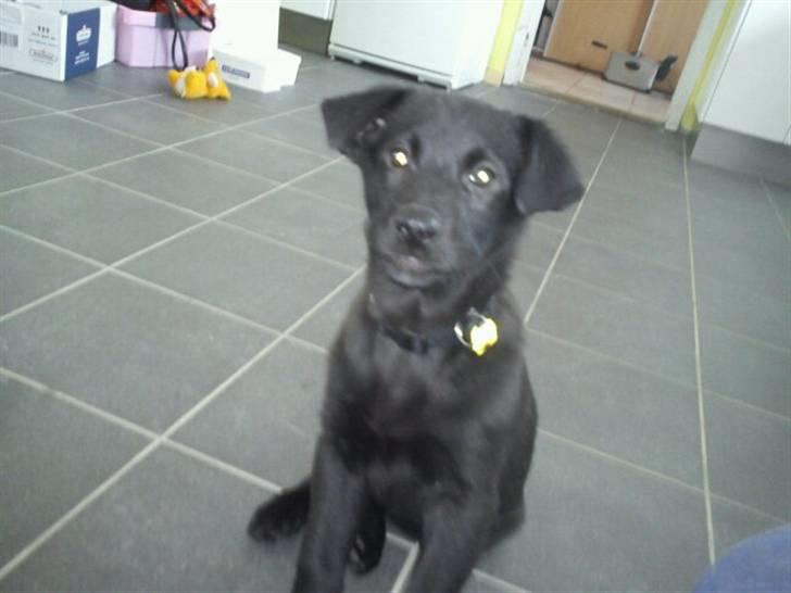 Blanding af racer Thilde billede 9