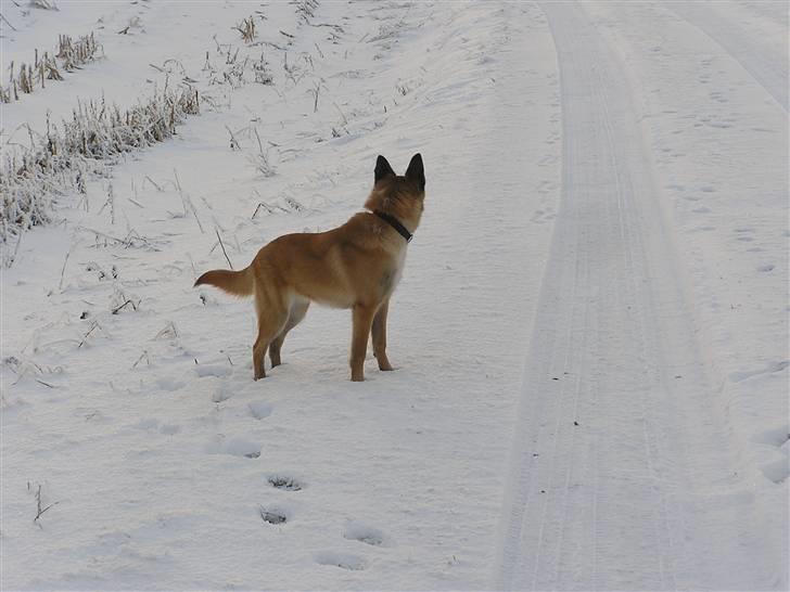 Belgisk hyrdehund Aya - "Sagde du noget??" billede 11
