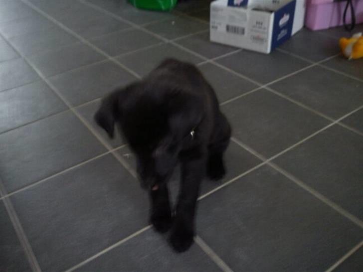 Blanding af racer Thilde billede 10