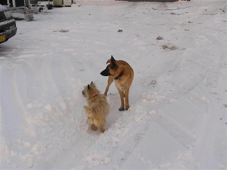 Belgisk hyrdehund Aya - Hvad er det??? billede 12