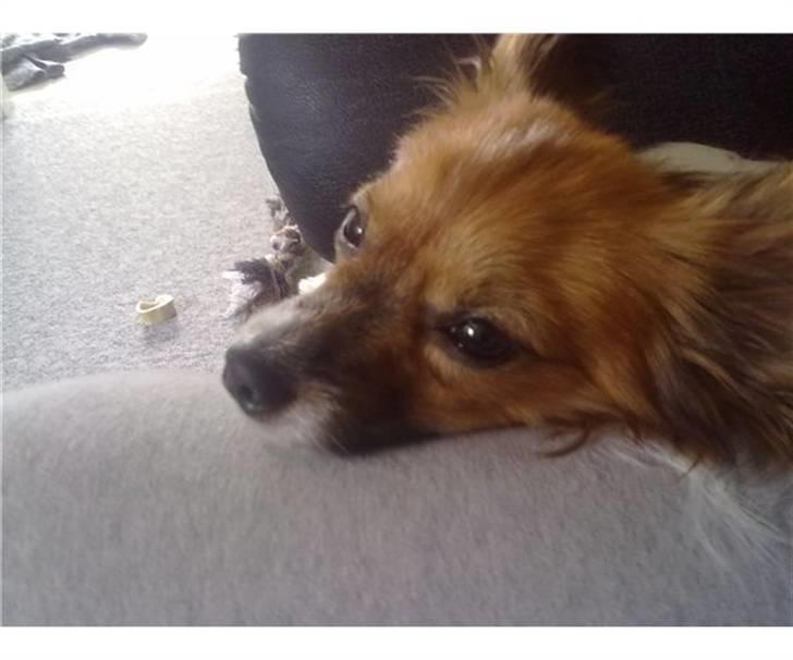 Papillon Vimse billede 1