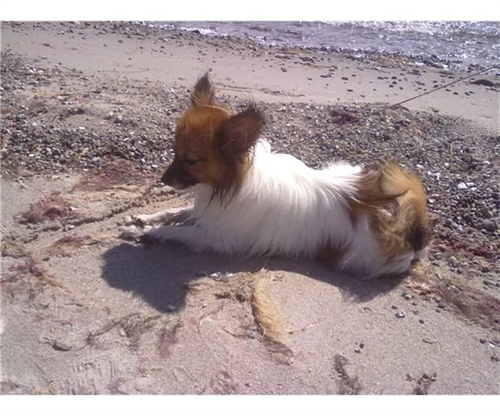 Papillon Vimse billede 2