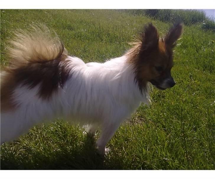 Papillon Vimse billede 3