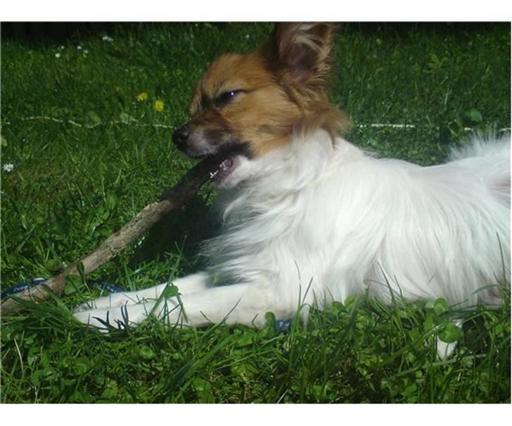 Papillon Vimse billede 4