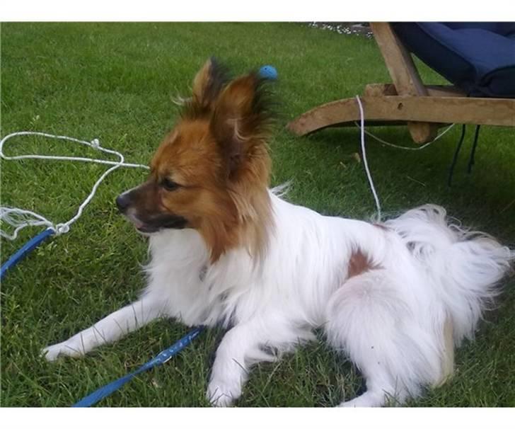 Papillon Vimse billede 5