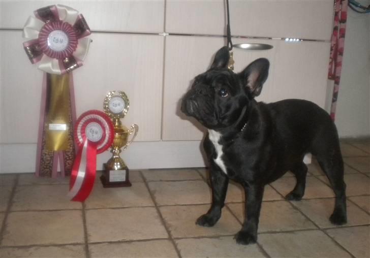 Fransk bulldog Charming Queen (Jessie) billede 16