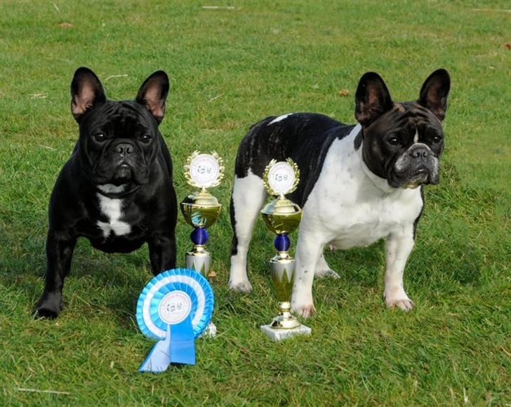 Fransk bulldog Charming Queen (Jessie) billede 17