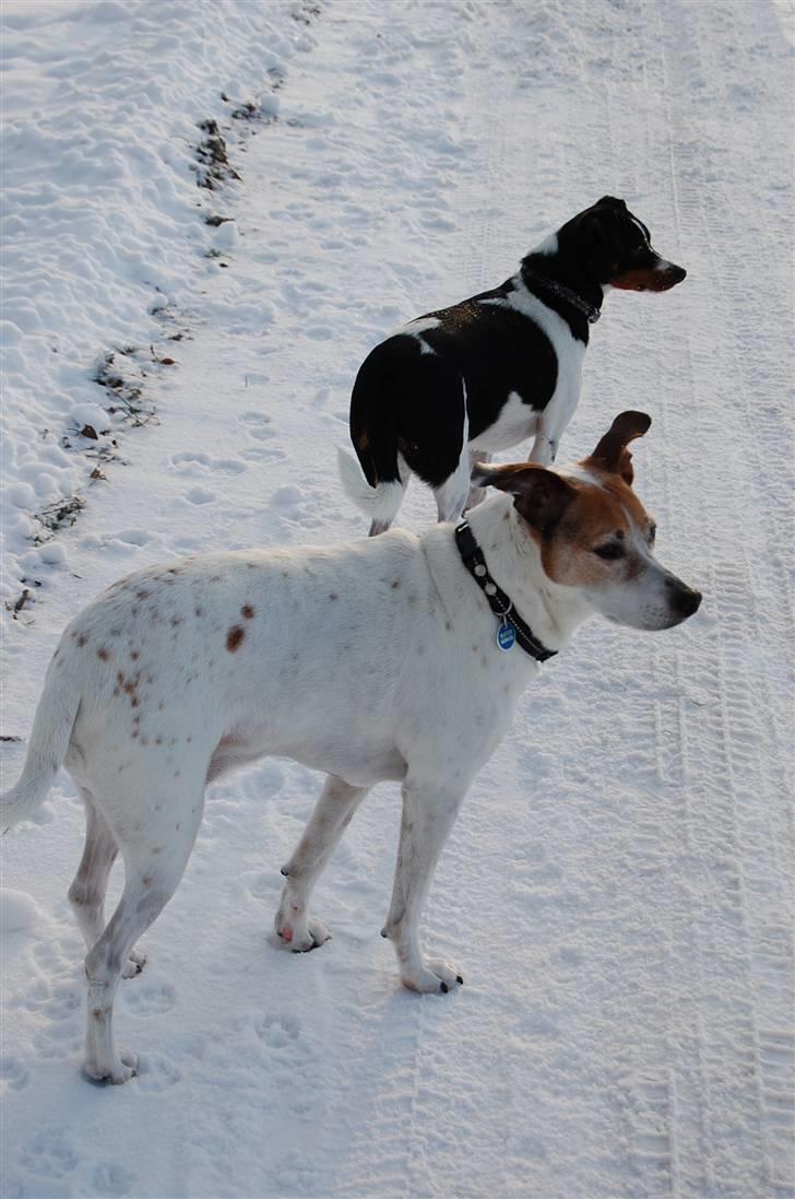 Dansk svensk gaardhund Buster billede 16