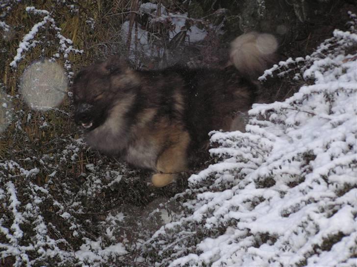 Eurasier Havnevejens Dax (Taico) billede 18