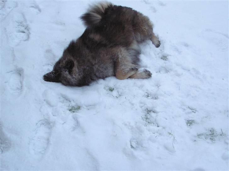 Eurasier Havnevejens Dax (Taico) billede 19