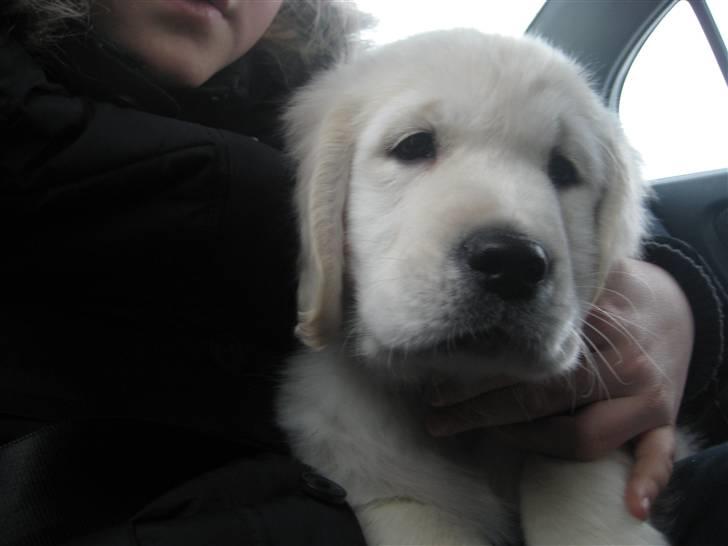 Golden retriever Tumle billede 12