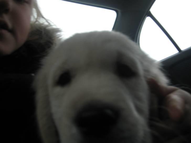 Golden retriever Tumle billede 13