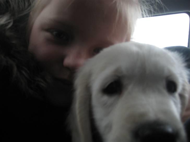 Golden retriever Tumle billede 14