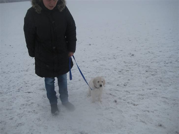 Golden retriever Tumle billede 15