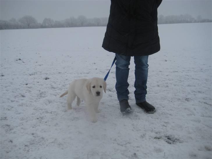 Golden retriever Tumle billede 16