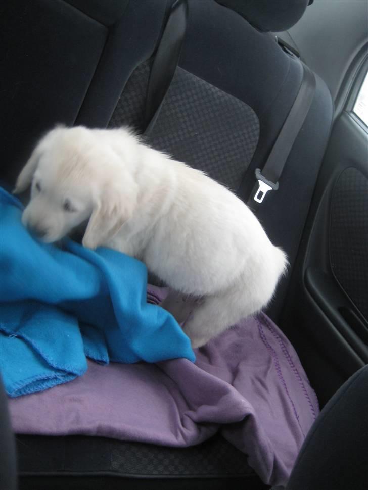 Golden retriever Tumle billede 17