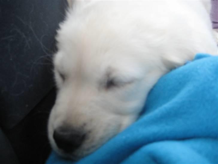 Golden retriever Tumle billede 18