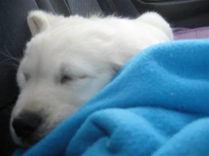 Golden retriever Tumle billede 19