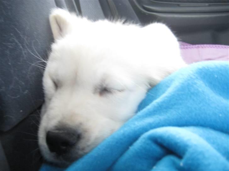 Golden retriever Tumle billede 20