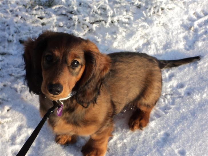 Dværggravhund Emma billede 7