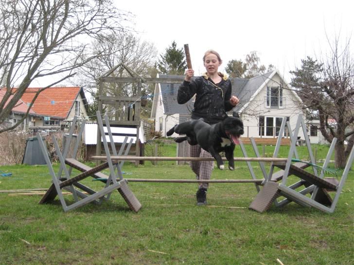 Staffordshire bull terrier nemo billede 14