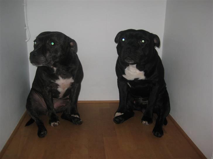 Staffordshire bull terrier luca billede 19
