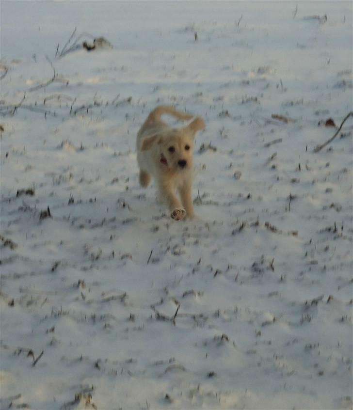 Blanding af racer Valder (yy)<3 solgt. billede 16