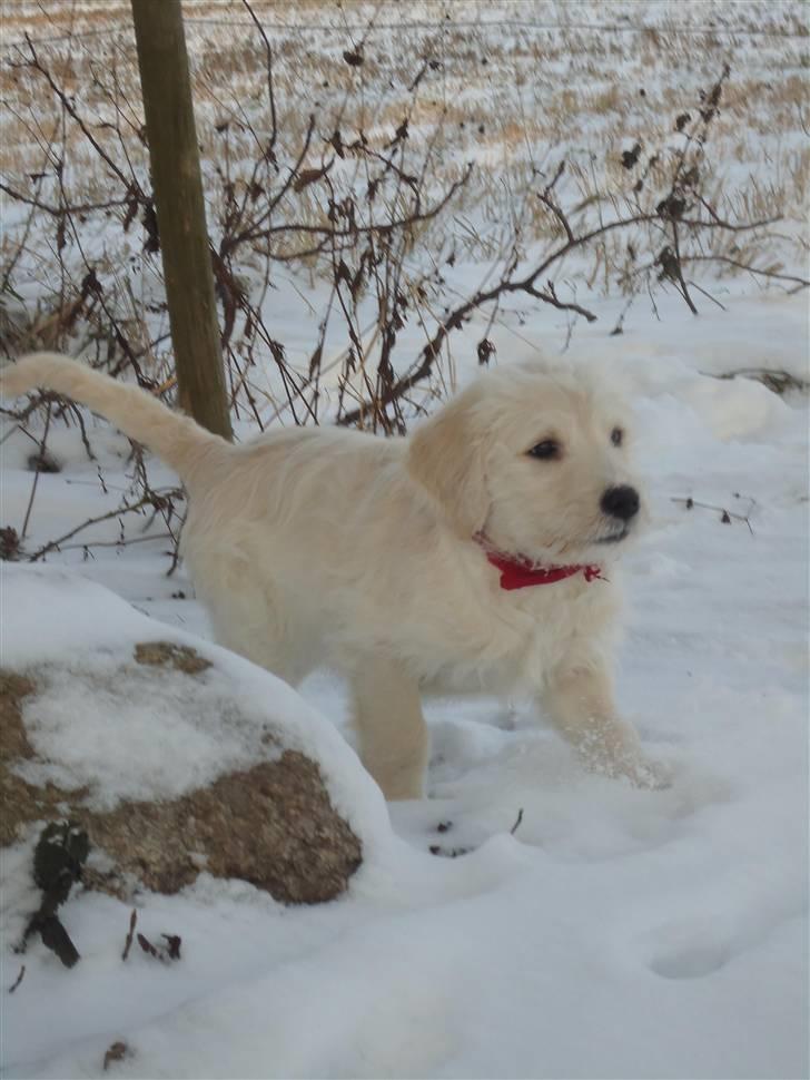 Blanding af racer Valder (yy)<3 solgt. billede 17