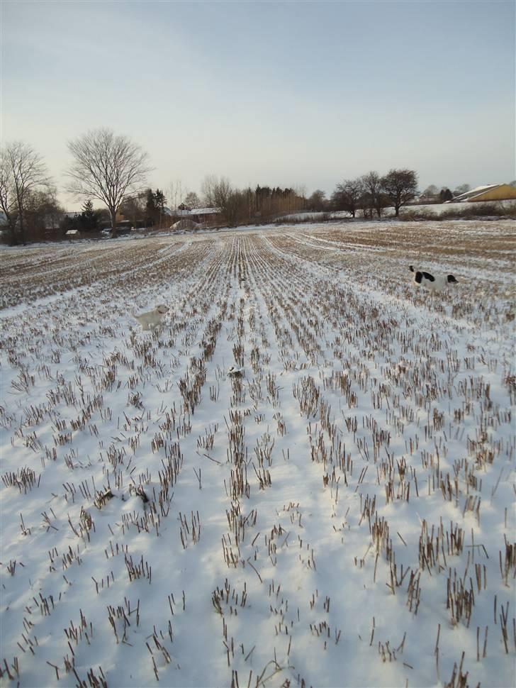 Blanding af racer Valder (yy)<3 solgt. billede 18