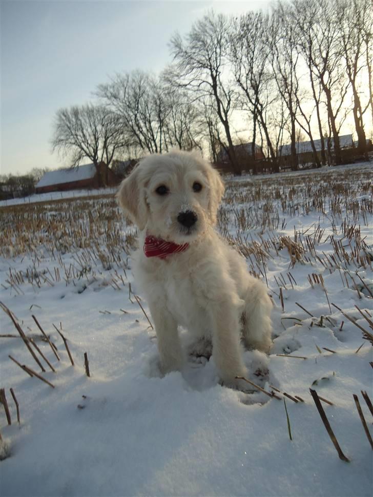 Blanding af racer Valder (yy)<3 solgt. billede 19