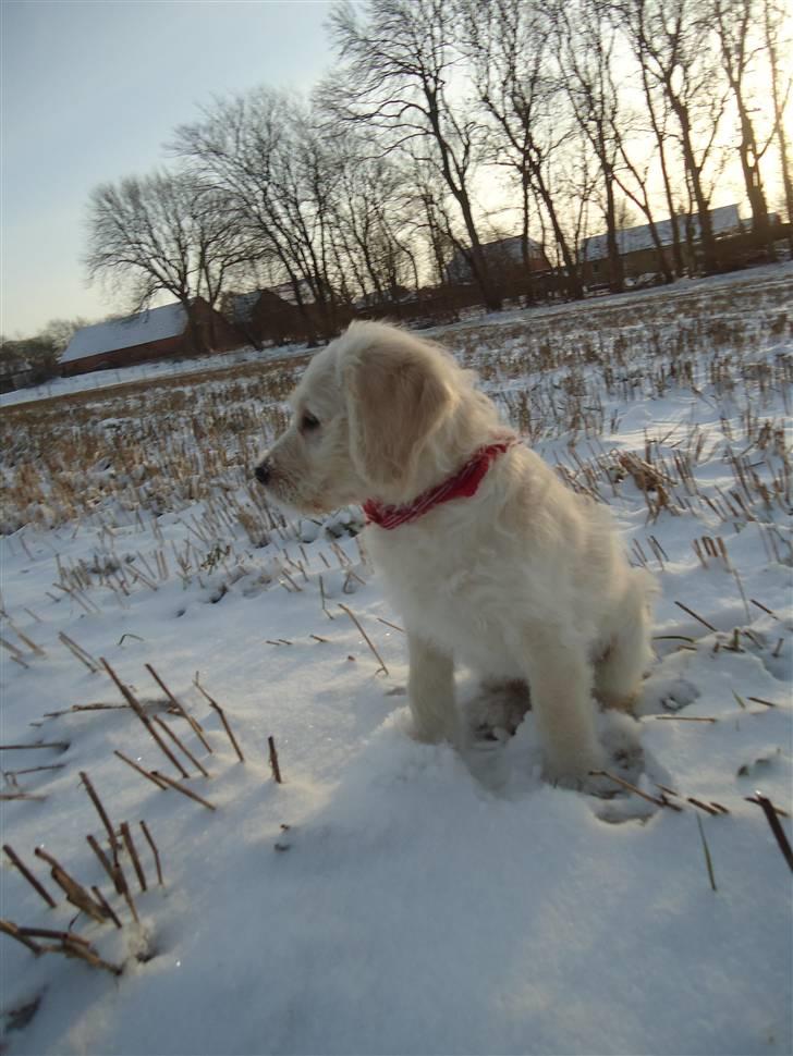 Blanding af racer Valder (yy)<3 solgt. billede 20