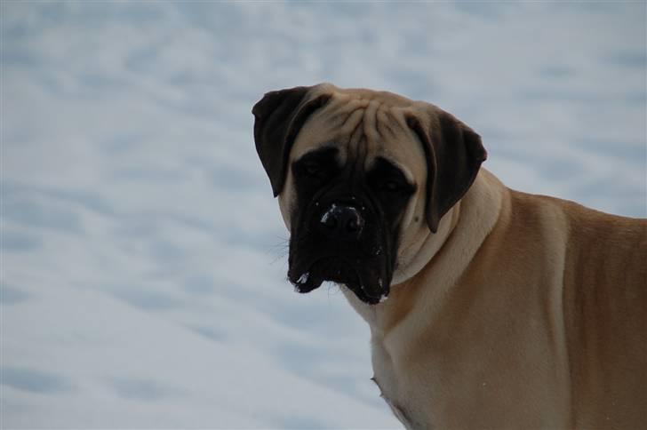 Bullmastiff Bullsaints' Duce Håkon billede 12