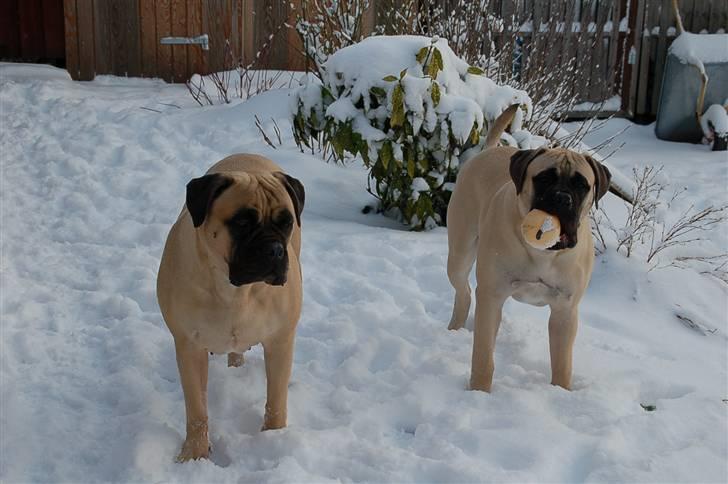 Bullmastiff Bullsaints' Duce Håkon billede 13