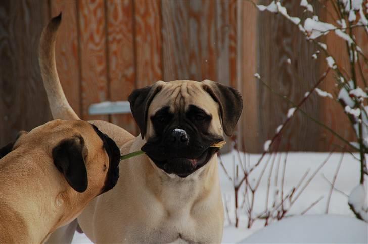 Bullmastiff Bullsaints' Duce Håkon billede 14