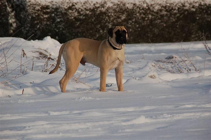 Bullmastiff Bullsaints' Duce Håkon billede 15