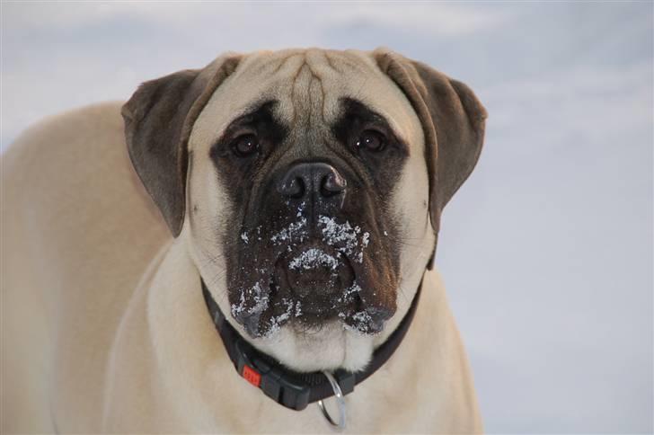 Bullmastiff Bullsaints' Duce Håkon billede 16