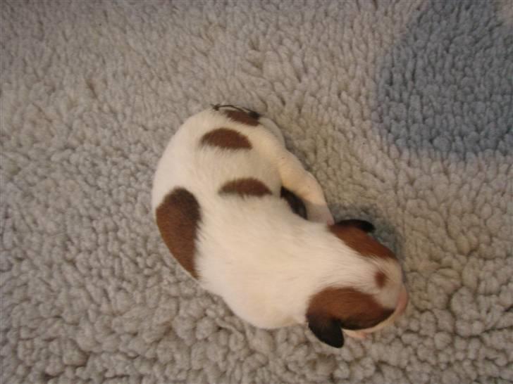 Kromfohrländer Betty - Min hund Betty som nyfødt billede 1