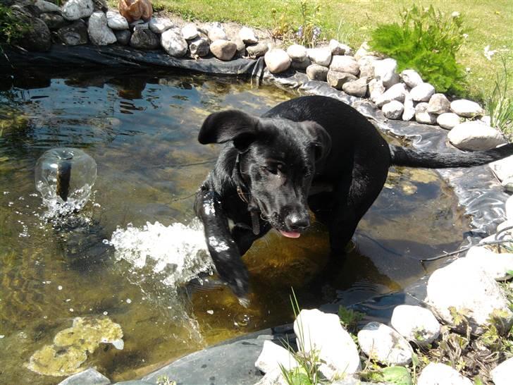 Blanding af racer Lotus - det er dejligt når man ikke må.  billede 13