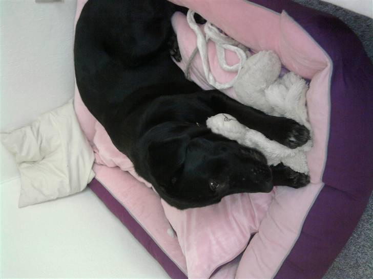 Blanding af racer Lotus - ELSKER min nye kurv.  billede 14