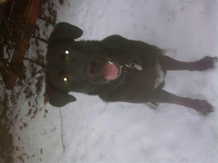 Blanding af racer Lotus - sne = mig.  billede 15