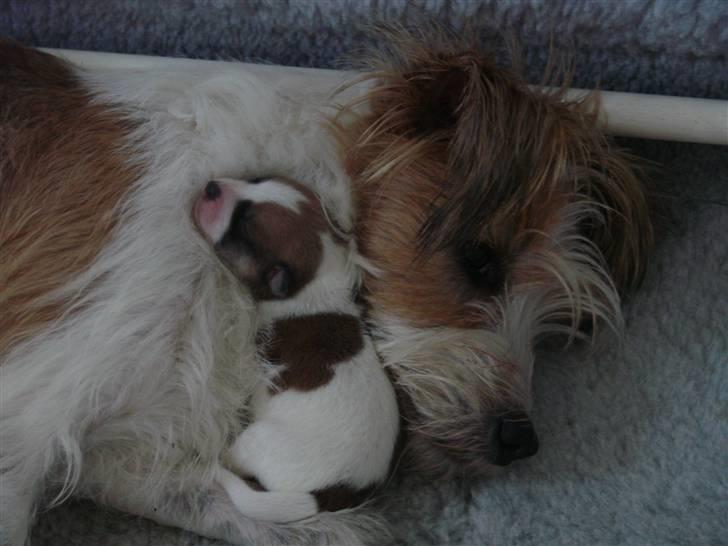 Kromfohrländer Betty - Betty og hendes mor Alfrida billede 2