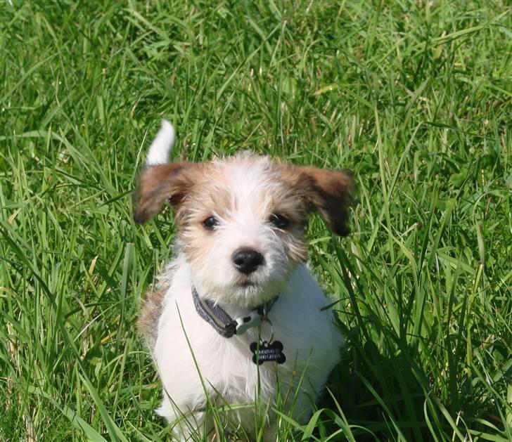Kromfohrländer Betty - Betty som 10 ugers hvalp billede 3