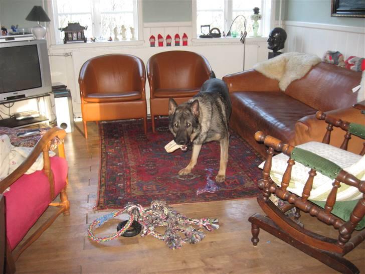 Schæferhund Kuba billede 9