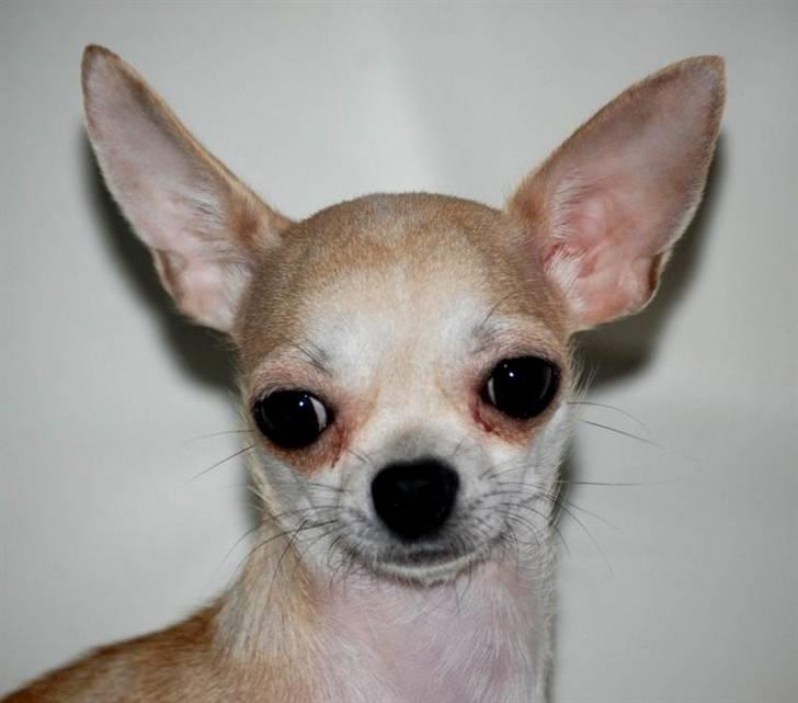 Chihuahua 1414s Cindy billede 3